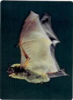   3D Postcard Little Brown Bat